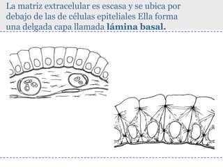 La matriz extracelular es escasa y se ubica por
debajo de las de células epiteliales Ella forma
una delgada capa llamada lámina basal.

 