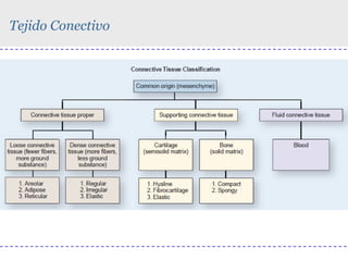 Tejido Conectivo

 