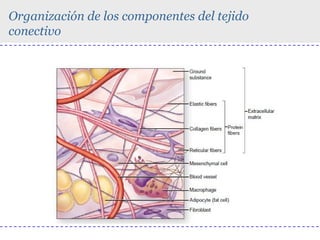 Organización de los componentes del tejido
conectivo

 