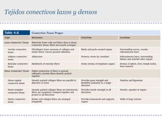 Tejidos conectivos laxos y densos

 