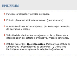 EPIDERMIS
 Función: protección y perdida de líquido.
 Epitelio plana estratificado escamoso (queratinizado)
 El estrato córneo, esta compuesto por complejos proteicos
de queratina y lípidos.
 Velocidad de eliminación semejante con la proliferación y
diferenciación del estrato germinativo. Proceso constante.
 Células presentes: Queratinocitos, Melanocitos, Célula de
Langerhans (presentadores de antígenos) y Células de
Merkel (mecanorreceptores de adaptación{on lenta).

 