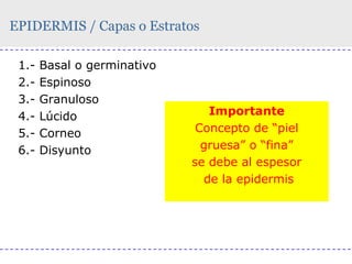 EPIDERMIS / Capas o Estratos
1.2.3.4.5.6.-

Basal o germinativo
Espinoso
Granuloso
Lúcido
Corneo
Disyunto

Importante
Concepto de “piel
gruesa” o “fina”
se debe al espesor
de la epidermis

 