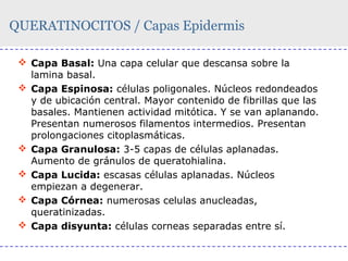 QUERATINOCITOS / Capas Epidermis
 Capa Basal: Una capa celular que descansa sobre la
lamina basal.
 Capa Espinosa: células poligonales. Núcleos redondeados
y de ubicación central. Mayor contenido de fibrillas que las
basales. Mantienen actividad mitótica. Y se van aplanando.
Presentan numerosos filamentos intermedios. Presentan
prolongaciones citoplasmáticas.
 Capa Granulosa: 3-5 capas de células aplanadas.
Aumento de gránulos de queratohialina.
 Capa Lucida: escasas células aplanadas. Núcleos
empiezan a degenerar.
 Capa Córnea: numerosas celulas anucleadas,
queratinizadas.
 Capa disyunta: células corneas separadas entre sí.

 