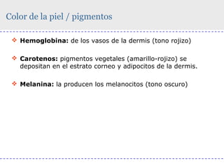 Color de la piel / pigmentos
 Hemoglobina: de los vasos de la dermis (tono rojizo)
 Carotenos: pigmentos vegetales (amarillo-rojizo) se
depositan en el estrato corneo y adipocitos de la dermis.
 Melanina: la producen los melanocitos (tono oscuro)

 