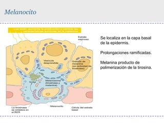 Melanocito

Se localiza en la capa basal
de la epidermis.
Prolongaciones ramificadas.
Melanina producto de
polimerización de la tirosina.

 