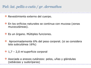 Piel: lat. pellis o cutis / gr. dermathos
 Revestimiento externo del cuerpo.
 En los orificios naturales se continua con mucosa (zonas
mucocutáneas).
 Es un órgano. Múltiples funciones.
 Aproximadamente 6% del peso corporal. (si se considera
tela subcutánea 16%)
 1,7 – 2,0 m2 superficie corporal
 Asociada a anexos cutáneos: pelos, uñas y glándulas
(sebáceas y sudoríparas)

 