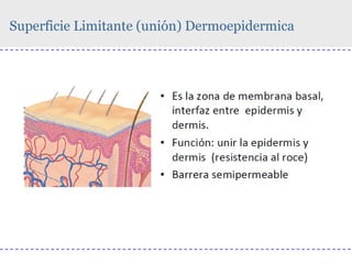 Superficie Limitante (unión) Dermoepidermica

 