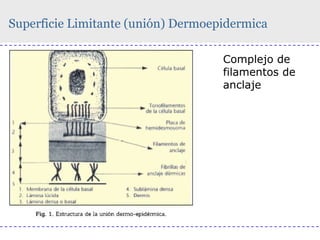 Superficie Limitante (unión) Dermoepidermica
Complejo de
filamentos de
anclaje

 