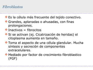 Fibroblastos
 Es la célula más frecuente del tejido conectivo.
 Grandes, aplanadas o ahusadas, con finas
prolongaciones.
 Inactivos = fibrocitos
 Si se activan (ej. Cicatrización de heridas) el
citoplasma aumenta en tamaño.
 Toma el aspecto de una célula glandular. Mucha
síntesis y secreción de componentes
extracelulares.
 Mediado por factor de crecimiento fibroblastico
(FGF)

 