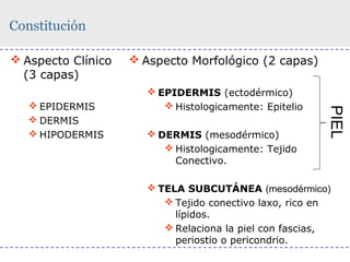 Constitución
 Aspecto Clínico
(3 capas)

 EPIDERMIS (ectodérmico)
 Histologicamente: Epitelio
 DERMIS (mesodérmico)
 Histologicamente: Tejido
Conectivo.

PIEL

 EPIDERMIS
 DERMIS
 HIPODERMIS

 Aspecto Morfológico (2 capas)

 TELA SUBCUTÁNEA (mesodérmico)
 Tejido conectivo laxo, rico en
lípidos.
 Relaciona la piel con fascias,
periostio o pericondrio.

 
