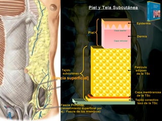 Piel y Tela Subcutánea

Epidermis

Piel

Capa papilar

Dermis
Capa reticul ar

Tejido
subcutáneo

Panículo
adiposo
de la TSc

[Fascia superficial]

Capa membranosa
de la TSc
Fascia Profunda
(revestimiento superficial por
ej.: Fascia de los miembros)

Tejido conectivo
laxo de la TSc

 