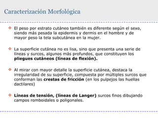 Caracterización Morfológica
 El peso por estrato cutáneo también es diferente según el sexo,
siendo más pesada la epidermis y dermis en el hombre y de
mayor peso la tela subcutánea en la mujer.
 La superficie cutánea no es lisa, sino que presenta una serie de
líneas y surcos, algunos más profundos, que constituyen los
pliegues cutáneos (líneas de flexión).
 Al mirar con mayor detalle la superficie cutánea, destaca la
irregularidad de su superficie, compuesta por múltiples surcos que
conforman las crestas de fricción (en los pulpejos las huellas
dactilares)
 Líneas de tensión, (líneas de Langer) surcos finos dibujando
campos romboidales o poligonales.

 