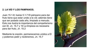 2. LA VID Y LOS PAMPANOS.
Juan 15.1-8; Isaías 5.1-7 El pámpano para dar
fruto tiene que estar unido a la vid; además tiene
que ser podado cada año, limpiado a menudo.
Esto nos ilustra la importancia del compañerismo
con El. Jn. 15.7 y 10 La limpieza es necesaria
para dar fruto, Jn. 15.2
Mediante la oración, permanecemos unidos a El
y podemos pedir y recibiremos, Jn. 15.7
 