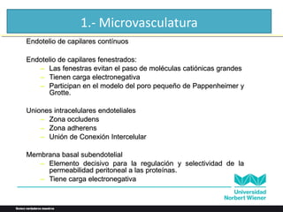 1.- Microvasculatura
Endotelio de capilares contínuos
Endotelio de capilares fenestrados:
– Las fenestras evitan el paso de moléculas catiónicas grandes
– Tienen carga electronegativa
– Participan en el modelo del poro pequeño de Pappenheimer y
Grotte.
Uniones intracelulares endoteliales
– Zona occludens
– Zona adherens
– Unión de Conexión Intercelular
Membrana basal subendotelial
– Elemento decisivo para la regulación y selectividad de la
permeabilidad peritoneal a las proteínas.
– Tiene carga electronegativa
 