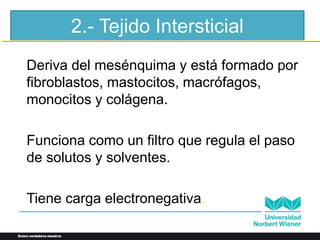 2.- Tejido Intersticial
• Deriva del mesénquima y está formado por
fibroblastos, mastocitos, macrófagos,
monocitos y colágena.
• Funciona como un filtro que regula el paso
de solutos y solventes.
• Tiene carga electronegativa.
 