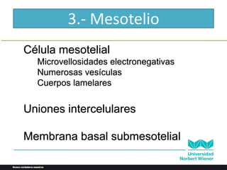 3.- Mesotelio
Célula mesotelial
Microvellosidades electronegativas
Numerosas vesículas
Cuerpos lamelares
Uniones intercelulares
Membrana basal submesotelial
 
