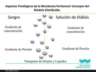 Aspectos Fisiológicos de la Membrana Peritoneal: Concepto del
Modelo Distribuído.
Sangre Solución de Diálisis
Gradiente de
concentración
Gradiente de Presión
Gradiente de
concentración
Gradiente de Presión
Transporte de Solutos y Líquidos
 