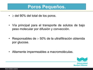 Poros Pequeños.
•  del 90% del total de los poros.
• Vía principal para el transporte de solutos de bajo
peso molecular por difusión y convección.
• Responsables de  50% de la ultrafiltración obtenida
por glucose.
• Altamente impermeables a macromoléculas.
 