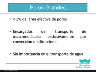 …Poros Grandes…
• < 1% del área efectiva de poros
• Encargados del transporte de
macromoléculas exclusivamente por
convección unidireccional
• Sin importancia en el transporte de agua
 