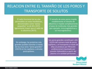 RELACION ENTRE EL TAMAÑO DE LOS POROS Y
TRANSPORTE DE SOLUTOS
El radio funcional de las vías
permeables en estas hendiduras,
denominados como “poros
pequeños” es de 40 a 50 Å,
ligeramente mayor que el radio de
la albúmina (36 Å).
El tamaño de estos poros impide
notablemente el tránsito de
albúmina e impide completamente
el paso de moléculas más grandes
(por ejemplo, inmunoglobulinas y
α2-macroglobulina).
Sin embargo, las proteínas más
grandes pueden transitar a través
de los muy raros “poros grandes”
(250 Å) en los capilares y vénulas
postcapilares.
Los poros grandes constituyen sólo
0,01% del número total de poros
capilares, y el transporte a través de
ellas se produce por filtración
unidireccional impulsado por
presión hidrostática a partir del
plasma a la cavidad peritoneal.
 