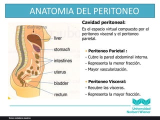 diafragma
Cavidad peritoneal:
Es el espacio virtual compuesto por el
peritoneo visceral y el peritoneo
parietal.
• Peritoneo Parietal :
- Cubre la pared abdominal interna.
- Representa la menor fracción.
- Mayor vascularización.
• Peritoneo Visceral:
- Recubre las vísceras.
- Representa la mayor fracción.
ANATOMIA DEL PERITONEO
 