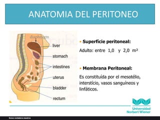 diaphragm
• Superfície peritoneal:
Adulto: entre 1,0 y 2,0 m²
• Membrana Peritoneal:
Es constituída por el mesotélio,
interstício, vasos sanguíneos y
linfáticos.
ANATOMIA DEL PERITONEO
 