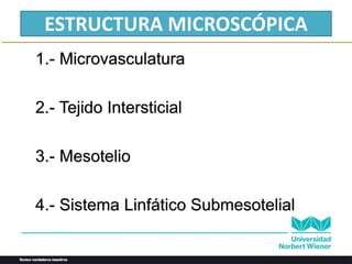 ESTRUCTURA MICROSCÓPICA
1.- Microvasculatura
2.- Tejido Intersticial
3.- Mesotelio
4.- Sistema Linfático Submesotelial
 