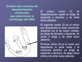 Existen tres vectores de
despolarización
ventricular,
que determinan la
morfología del QRS:
El primer vector (1) de
despolarización septal se dirige de
izquierda a derecha, y de atrás
hacia adelante.
El segundo vector (2) es el vector
que despolariza la masa ventricular
izquierda (es el de mayor voltaje),
se dirige de derecha a izquierda, de
arriba a abajo y de atrás hacia
adelante.
El tercer vector (3) es el vector que
despolariza la parte basal y el
ventrículo derecho, se dirige de
izquierda a derecha, de abajo hacia
arriba y de atrás hacia adelante.
 