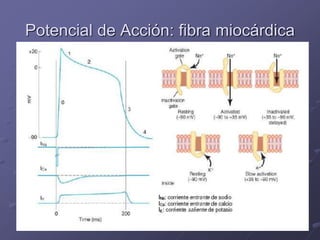Potencial de Acción: fibra miocárdica
 