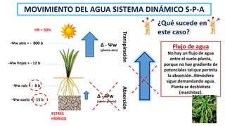 ∆ - Ψw
(suelo-planta)
-Ψw atm ≈ - 800 b
-Ψw hojas ≈ - 12 b
-Ψw raiz ≈ - 8 b
-Ψw suelo ≈ - 15 b
ESTRÉS
HÍDRICO
∆ - Ψw
(planta-atm)
Transpiración
Absorción
Flujo de agua
No hay un flujo de agua
entre el suelo-planta,
porque no hay gradiente de
potenciales tal que permita
la absorción. Atmósfera
sigue demandando agua.
Planta se deshidrata
(marchitez).
¿Qué sucede en
este caso?
MOVIMIENTO DEL AGUA SISTEMA DINÁMICO S-P-A
HR = 50%
 