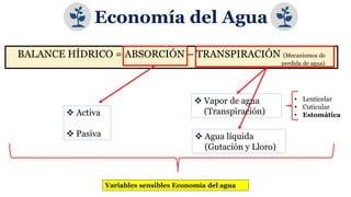 BALANCE HÍDRICO = ABSORCIÓN – TRANSPIRACIÓN (Mecanismos de
perdida de agua)
 Activa
 Pasiva
 Vapor de agua
(Transpiración)
 Agua líquida
(Gutación y Lloro)
• Lenticelar
• Cuticular
• Estomática
Variables sensibles Economía del agua
Economía del Agua
 