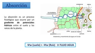 Absorción
La absorción es un proceso
fisiológico que ocurre por un
gradiente de potenciales
hídricos entre el suelo y las
raíces de la planta.
-Ψw (suelo) > -Ψw (Raíz) → FLUJO AGUA
Anatomía y movimiento de agua en la ráíz
 