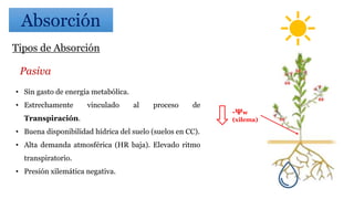 Tipos de Absorción
Pasiva
• Sin gasto de energía metabólica.
• Estrechamente vinculado al proceso de
Transpiración.
• Buena disponibilidad hídrica del suelo (suelos en CC).
• Alta demanda atmosférica (HR baja). Elevado ritmo
transpiratorio.
• Presión xilemática negativa.
-Ψw
(xilema)
Absorción
 