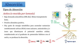 Tipos de Absorción
Activa (o movida por ósmosis)
• Baja demanda atmosférica (HR alta). Ritmo transpiratorio
lento.
• Presión xilemática positiva.
• Hay gasto de energía metabólica para acumular sustancias
osmóticamente activas (SOA) como azúcares, aminoácidos y/o
iones que disminuyen el potencial osmótico celular,
restableciendo así el gradiente de potenciales hídricos con el
suelo y se produzca la absorción.
-Ψw
(xilema)
[SOA] -Ψo -Ψw
v
Absorción
v
Ingresa agua
 