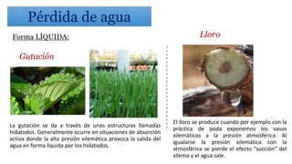 Forma LÍQUIDA:
Gutación
Lloro
La gutación se da a través de unas estructuras llamadas
hidatodos. Generalmente ocurre en situaciones de absorción
activa donde la alta presión xilemática provoca la salida del
agua en forma líquida por los hidatodos.
El lloro se produce cuando por ejemplo con la
práctica de poda exponemos los vasos
xilemáticos a la presión atmosférica. Al
igualarse la presión xilemática con la
atmosférica se pierde el efecto “succión” del
xilema y el agua sale.
Pérdida de agua
 
