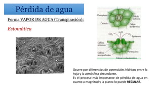 Forma VAPOR DE AGUA (Transpiración):
Estomática
Ocurre por diferencias de potenciales hídricos entre la
hoja y la atmósfera circundante.
Es el proceso más importante de pérdida de agua en
cuanto a magnitud y la planta lo puede REGULAR.
Pérdida de agua
 