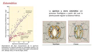 Flujo
transpiratorio
(mg
H2O/m2
hoja
.
seg)
Apertura estomática (µm)
Atmósfera en
movimiento
Atmósfera
quieta
Flujo limitado por
resistencia capa
límite
Dependencia del flujo transpiratorio de la apertura
estomática en Zebrina pendula en atmósfera quieta y en
movimiento. Cambios en la capa límite según velocidad del
aire. (Bange 1953, en Taíz & Seiger, 2010).
Estomática
La apertura y cierre estomático son
procesos fisiológicos a partir del cual la
planta puede regular su balance hídrico.
 