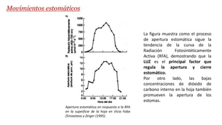Apertura estomática en respuesta a la RFA
en la superficie de la hoja en Vicia Faba
(Srivastava y Zeiger (1995).
Movimientos estomáticos
La figura muestra como el proceso
de apertura estomática sigue la
tendencia de la curva de la
Radiación Fotosintéticamente
Activa (RFA), demostrando que la
LUZ es el principal factor que
regula la apertura y cierre
estomático.
Por otro lado, las bajas
concentraciones de dióxido de
carbono interno en la hoja también
promueven la apertura de los
estomas.
 