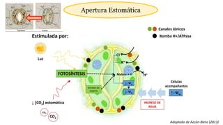 Estimulada por:
Luz
CO2
CO2
↓ [CO2] estomática
FOTOSÍNTESIS H+
Bomba H+/ATPasa
Malato- + H+
K+
Cl-
Canales iónicos
Almidón de
reserva
↓- Ψo
↓- Ψw ↑- Ψw
INGRESO DE
AGUA
Apertura Estomática
Adaptado de Azcón-Bieto (2013)
Células
acompañantes
 