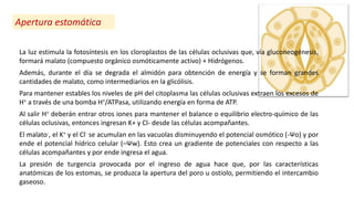 Apertura estomática
La luz estimula la fotosíntesis en los cloroplastos de las células oclusivas que, vía gluconeogénesis,
formará malato (compuesto orgánico osmóticamente activo) + Hidrógenos.
Además, durante el día se degrada el almidón para obtención de energía y se forman grandes
cantidades de malato, como intermediarios en la glicólisis.
Para mantener estables los niveles de pH del citoplasma las células oclusivas extraen los excesos de
H+ a través de una bomba H+/ATPasa, utilizando energía en forma de ATP.
Al salir H+ deberán entrar otros iones para mantener el balance o equilibrio electro-químico de las
células oclusivas, entonces ingresan K+ y Cl- desde las células acompañantes.
El malato-, el K+ y el Cl- se acumulan en las vacuolas disminuyendo el potencial osmótico (-Ψo) y por
ende el potencial hídrico celular (–Ψw). Esto crea un gradiente de potenciales con respecto a las
células acompañantes y por ende ingresa el agua.
La presión de turgencia provocada por el ingreso de agua hace que, por las características
anatómicas de los estomas, se produzca la apertura del poro u ostiolo, permitiendo el intercambio
gaseoso.
 
