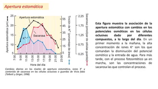 Cambios diarios en los niveles de apertura estomática, iones K+ y
contenido de sacarosa en las células oclusivas o guardas de Vicia faba
(Talbott y Zeiger, 1998)
Esta figura muestra la asociación de la
apertura estomática con cambios en los
potenciales osmóticos en las células
oclusivas dado por diferentes
compuestos, a lo largo del día. En un
primer momento a la mañana, la alta
concentración de iones K+ son los que
comandan la disminución del potencial
osmótico y la entrada de agua. Para más
tarde, con el proceso fotosintético ya en
marcha, son las concentraciones de
sacarosa las que controlan el proceso.
Apertura estomática
 
