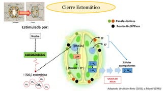 Estimulada por:
Noche
CO2
CO2
↑ [CO2] estomática
FOTOSÍNTESIS
Bomba H+/ATPasa
↑[H2CO3] K+
Cl-
Canales iónicos
↑- Ψo
↑- Ψw ↓- Ψw
CO2
CO2
CO2
↓ pH
SALIDA DE
AGUA
Cierre Estomático
↓ [Malato- + H+ ]
Adaptado de Azcón-Bieto (2013) y Bidwell (1993)
Células
acompañantes
 