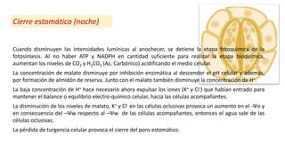 Cierre estomático (noche)
Cuando disminuyen las intensidades lumínicas al anochecer, se detiene la etapa fotoquímica de la
fotosíntesis. Al no haber ATP y NADPH en cantidad suficiente para realizar la etapa bioquímica,
aumentan los niveles de CO2 y H2CO3 (Ac. Carbónico) acidificando el medio celular.
La concentración de malato disminuye por inhibición enzimática al descender el pH celular y además,
por formación de almidón de reserva. Junto con el malato también disminuye la concentración de H+.
La baja concentración de H+ hace necesario ahora expulsar los iones (K+ y Cl-) que habían entrado para
mantener el balance o equilibrio electro-químico celular, hacia las células acompañantes.
La disminución de los niveles de malato, K+ y Cl- en las células oclusivas provoca un aumento en el -Ψo y
en consecuencia del –Ψw respecto al –Ψw de las células acompañantes, entonces el agua sale de las
células oclusivas.
La pérdida de turgencia celular provoca el cierre del poro estomático.
 