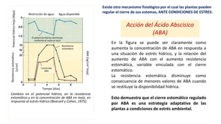 Restricción de agua Agua disponible
Tiempo [días]
Resistencia
estomática
[s/cm]
Potencial
hídrico
hoja
[Mpa]
ABA
[ng/cm
2
hoja]
El potencial hídrico disminuye
conforme el suelo se seca
Resistencia
estomática
Contenido
ABA
Cambios en el potencial hídrico, en la resistencia
estomática y en la concentración de ABA en maíz, en
respuesta al estrés hídrico (Bearsell y Cohen, 1975).
En la figura se puede ver claramente como
aumenta la concentración de ABA en respuesta a
una situación de estrés hídrico, y la relación del
aumento de ABA con el aumento resistencia
estomática, variable vinculada con el cierre
estomático.
La resistencia estomática disminuye como
consecuencia de menores valores de ABA cuando
se restituye la disponibilidad hídrica.
Esto demuestra que el cierre estomático regulado
por ABA es una estrategia adaptativa de las
plantas a condiciones de estrés ambiental.
Acción del Ácido Abscisico
(ABA)
Existe otro mecanismo fisiológico por el cual las plantas pueden
regular el cierre de sus estomas, ANTE CONDICIONES DE ESTRES:
 