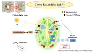 Estimulada por:
ESTRÉS HÍDRICO
Bomba H+/ATPasa
K+
Cl-
Canales iónicos
↑- Ψo
↑- Ψw ↓- Ψw
ABA
Luz
CO2
CO2
↓ [CO2] estomática
↑ pH
SALIDA DE
AGUA
Cierre Estomático (ABA)
↑ [Ca+]
Receptor
Adaptado de Azcón-Bieto (2013) y García-Breijo (2001)
Células
acompañantes
 