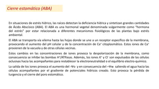 En situaciones de estrés hídrico, las raíces detectan la deficiencia hídrica y sintetizan grandes cantidades
de Ácido Abscísico (ABA). El ABA es una hormonal vegetal denominada vulgarmente como “hormona
del estrés” por estar relacionada a diferentes mecanismos fisiológicos de las plantas bajo estrés
ambiental.
El ABA se transporta vía xilema hasta las hojas donde se une a un receptor específico de la membrana,
provocando el aumento del pH celular y de la concentración de Ca+ citoplasmático. Estos iones de Ca+
provienen de la vacuola y de otras células vecinas.
Estos cambios en las concentraciones de iones provoca la despolarización de la membrana, como
consecuencia se inhibe las bombas H+/ATPasas. Además, los iones K+ y Cl- son expulsados de las células
oclusivas hacia las acompañantes para restablecer la electroneutralidad o el equilibrio electro-químico.
La salida de los iones provoca el aumento del -Ψo y en consecuencia del –Ψw saliendo el agua hacia las
células acompañantes por el gradiente de potenciales hídricos creado. Esto provoca la pérdida de
turgencia y el cierre del poro estomático.
Cierre estomático (ABA)
 