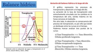 Balance hídrico
1) Tasa Transpiración >>> Tasa Absorción.
Células perdiendo turgencia.
2) Tasa Transpiración = Tasa Absorción.
Células recuperando turgencia.
3) Tasa Transpiración <<< Tasa
Absorción. Células máxima turgencia.
1
2
3
Relación entre la absorción de agua y transpiración en el
fresno. (Azcón-Bieto y Talon, 1993)
El gráfico representa los procesos de
transpiración y absorción a lo largo del día.
La variación de la tasa de transpiración está
estrechamente vinculada con los cambios en la
temperatura del aire, siendo máxima en las
horas cercanas al mediodía.
Por otro lado, la absorción es consecuencia del
proceso de transpiración, es por ello que existe
un desfasaje entre las curvas en el tiempo.
Podemos marcar analizar tres puntos de la
curva:
Variación del balance hídrico a lo largo del día
 