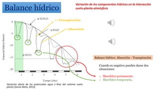 Balance hídrico: Absorción - Transpiración
Cuando es negativo pueden darse dos
situaciones:
o Marchitez permanente.
o Marchitez temporaria.
Variación diaria de los potenciales agua (–Ψw) del sistema suelo-
planta (Azcón-Bieto, 2013).
++Transpiración
++Absorción
Variación de los componentes hídricos en la interacción
suelo-planta-atmósfera
Balance hídrico
 