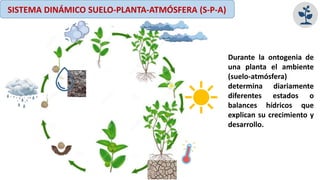 Durante la ontogenia de
una planta el ambiente
(suelo-atmósfera)
determina diariamente
diferentes estados o
balances hídricos que
explican su crecimiento y
desarrollo.
SISTEMA DINÁMICO SUELO-PLANTA-ATMÓSFERA (S-P-A)
 