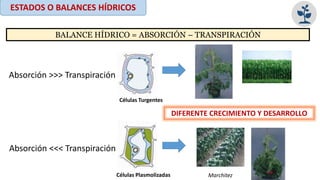 ESTADOS O BALANCES HÍDRICOS
BALANCE HÍDRICO = ABSORCIÓN – TRANSPIRACIÓN
Absorción >>> Transpiración
Células Turgentes
Absorción <<< Transpiración
Células Plasmolizadas Marchitez
DIFERENTE CRECIMIENTO Y DESARROLLO
 